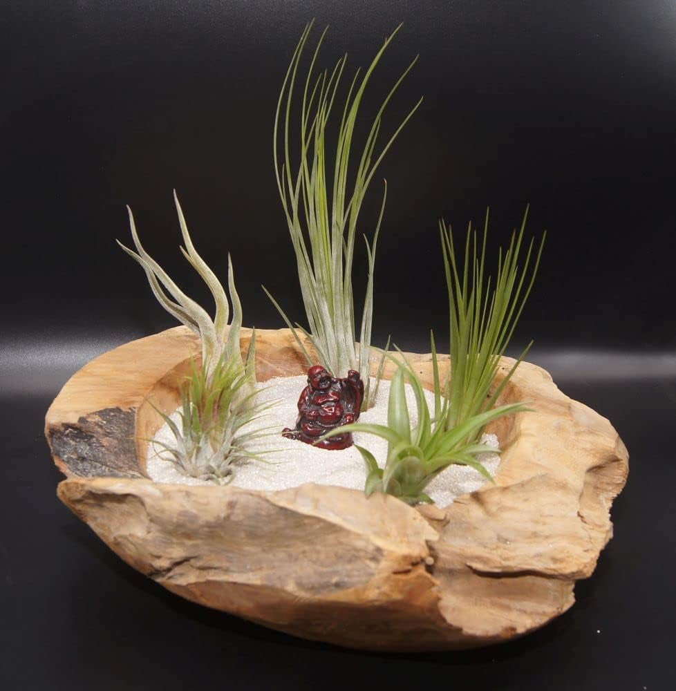 Tillandsien 4Er-Mix, Tillandsia, Bromeliengewächs