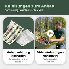 Kiwiri'S Kiwibeeren Quartett - 4 Kiwipflanzen (Actinidia Arguta) - Mini Kiwi - Sortengarantie Direkt Vom Züchter