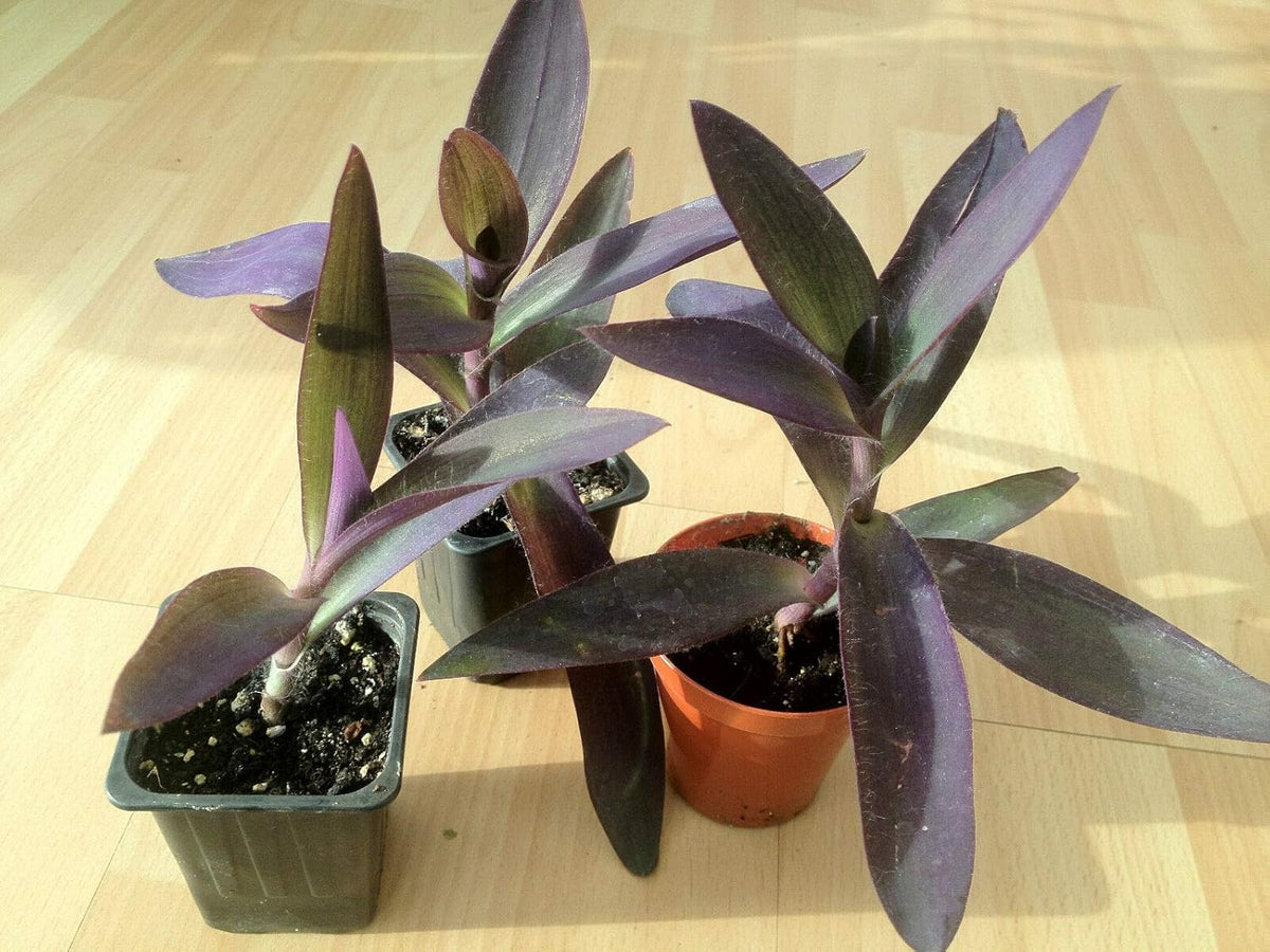 Purple Heart, Wandernder Jude, Queen (Tradescantia Pallida) * 1
