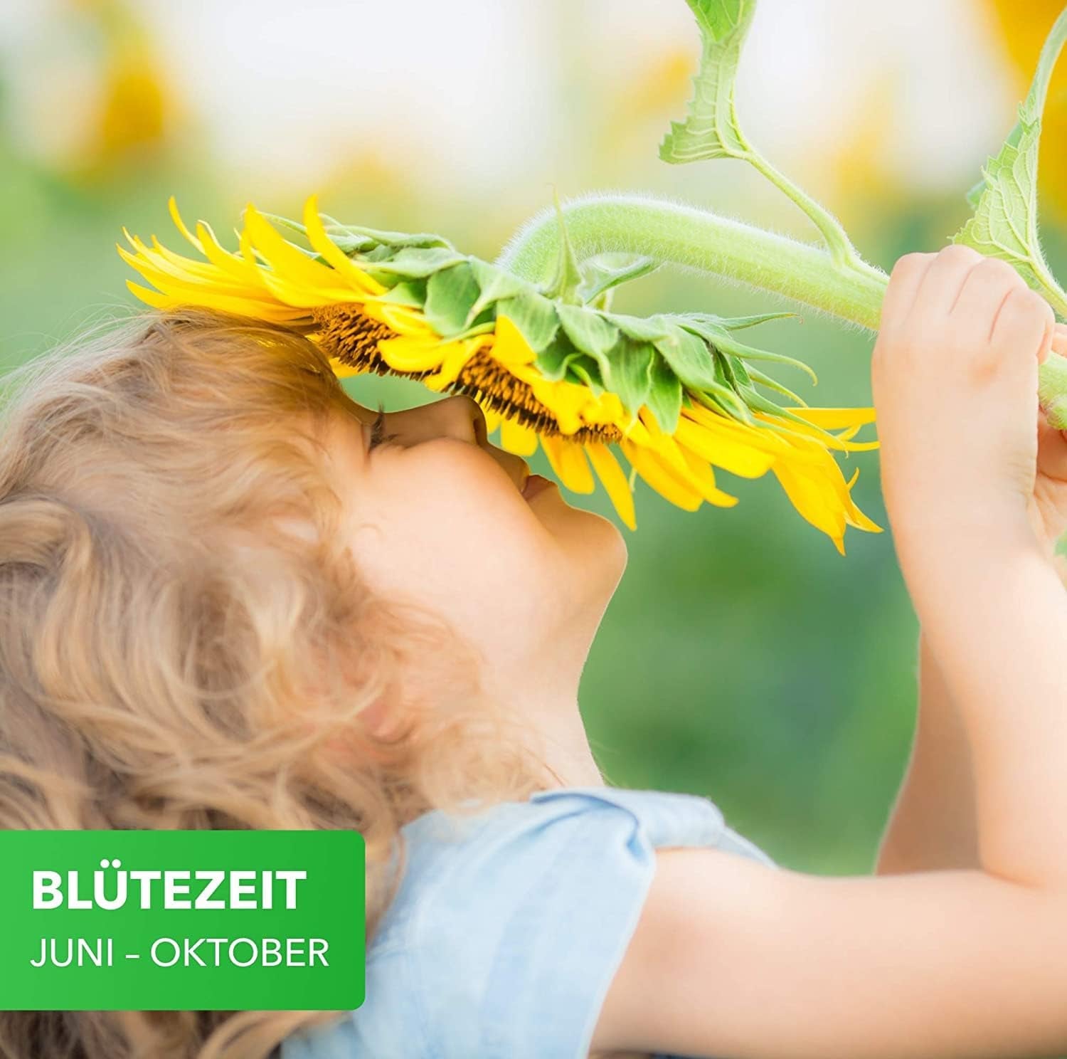 Magie der Natur 800gr. Blumensamen Mischung - Bienen Paradies - Blühfreudige Bienenweide für 150 bis 250 m²