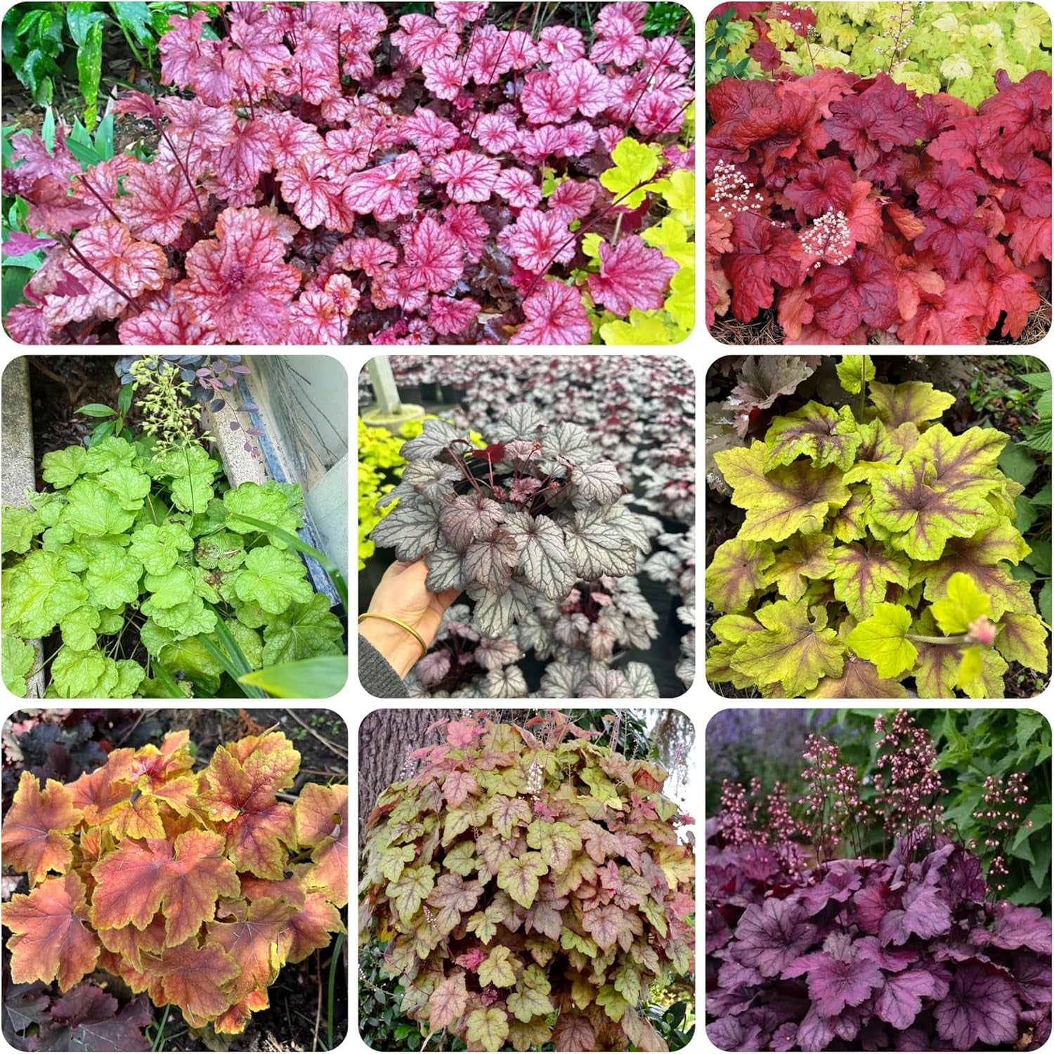 Heuchera - Purpurglöckchen Schnell Wachsende Sträucher Küchenkräuter Balkonpflanzen Balkon Kräutergarten Küche Indoor Blumensamen Gastgeschenk Bonsai Gartendeko Für 500Samen