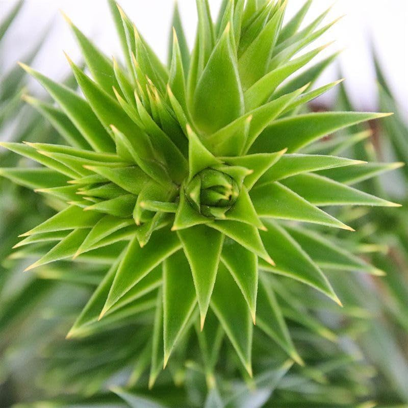 Exotenherz Chilenische Schmucktanne - Andentanne - Araucaria Araucana - Setzling Im 19Cm Topf
