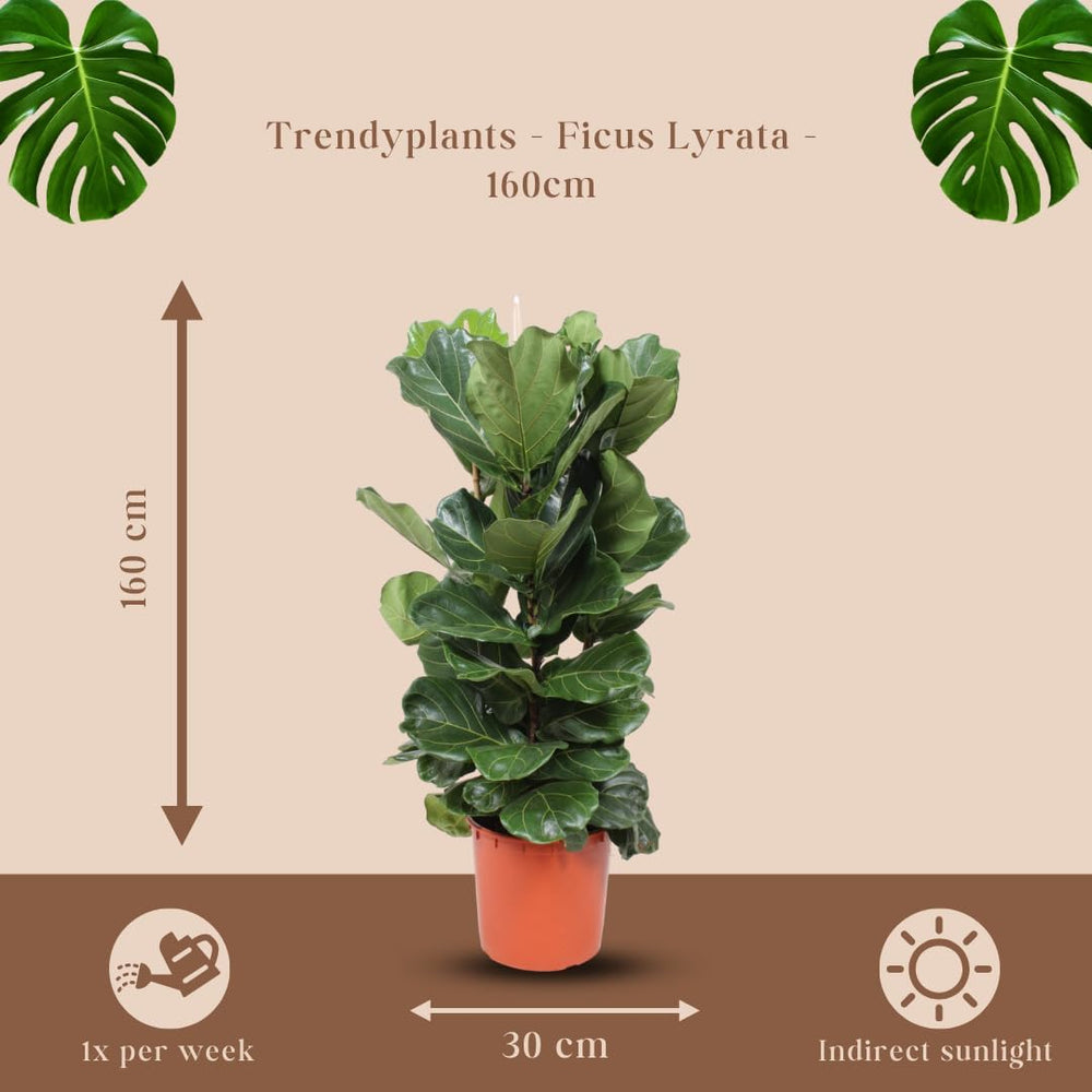 Trendyplants - Ficus Lyrata Strauch - Tabakpflanze - Zimmerpflanze - Höhe 150-170 Cm - Topfgröße Ø30Cm