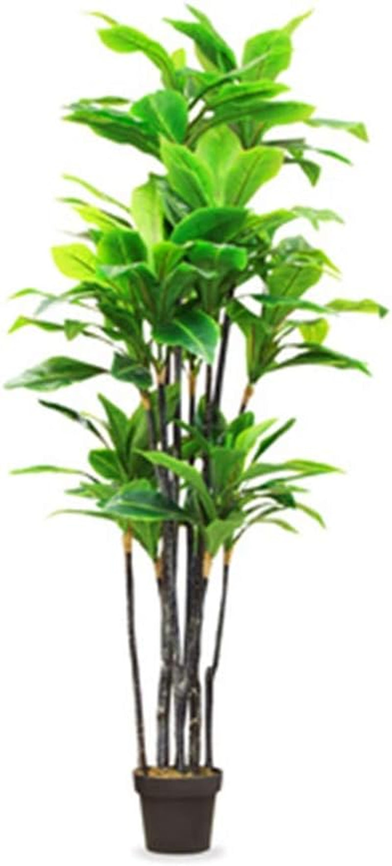 Bambuspalme 200 X Chamaedorea Seifrizii Bambus Samen