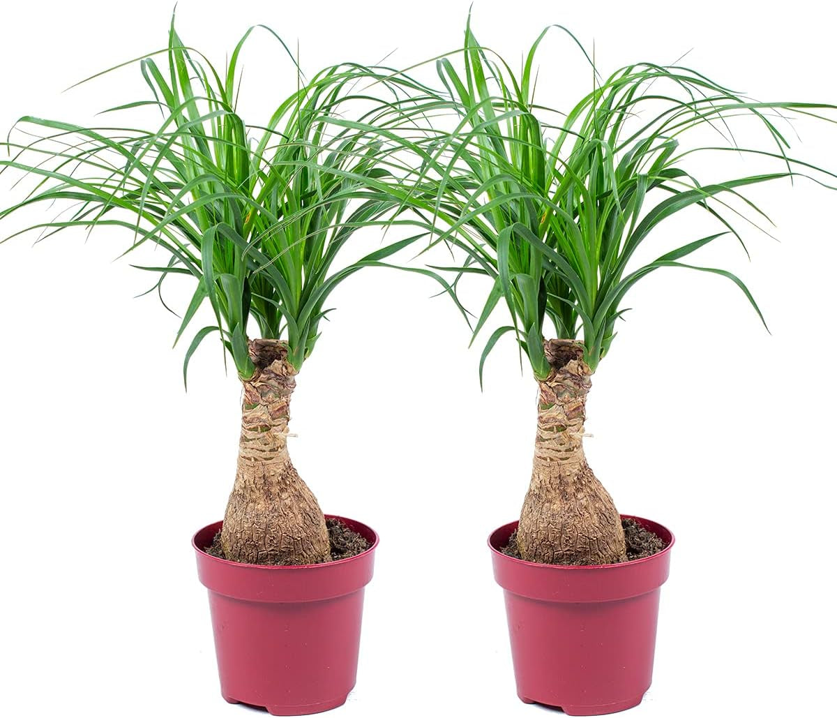 Bloomique - Beaucarnea Recurvata - Elefantenfuß - Zimmerpflanzen - Luftreinigend - Tierfreundlich - Pflegeleicht - 70-90 Cm Hoch - Topf 24 Cm