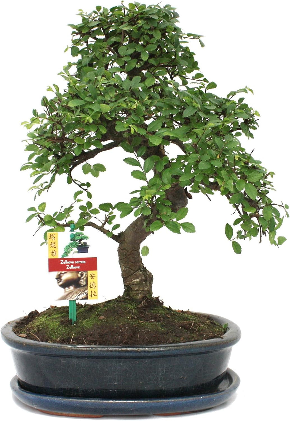 Exotenherz - Bonsai Chinesischer Feigenbaum - Ficus Retusa - Ca. 10 Jahre