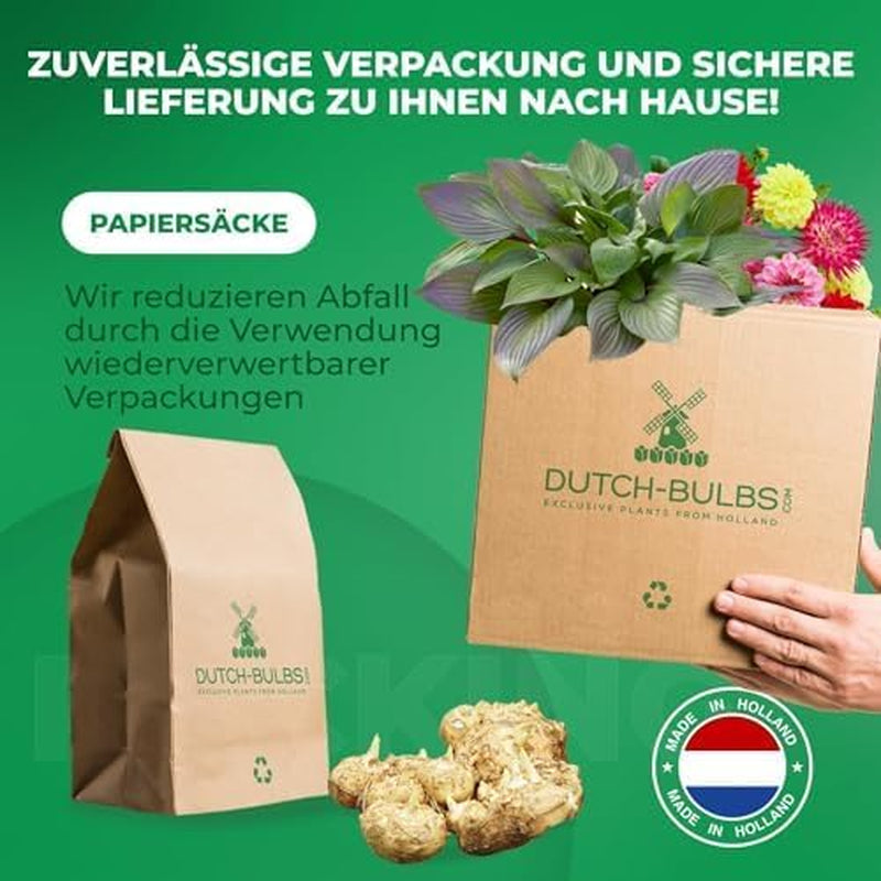 Calla-Zwiebeln, winterhart, mehrjährig – Zantedeschia Orange Passion (Orange) – 5 große Blumenzwiebeln – echte Holland-Pflanzen – für Garten und Töpfe (keine Samen, nicht künstlich)