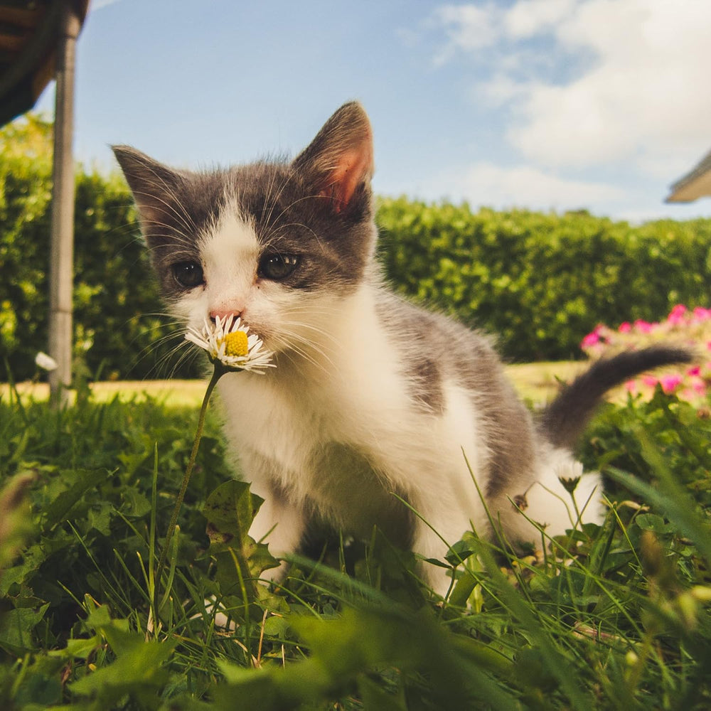 Premium Katzengras Samen Chrestensen, Grassamen Schnellkeimend, 1 Dose 110 G, Reicht Für Ca. 4-5 M² Katzengras Fertig Gewachsen, Natürliche Katzen Leckerlies Zu Hause