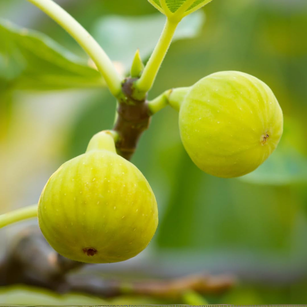 Feigenbaum Fillacciano – Obstpflanze – Alte Sorte Topf Ø 26 Cm, Max. Wuchshöhe 180 Cm – Alter: 4 Jahre - Italienische Baumschule