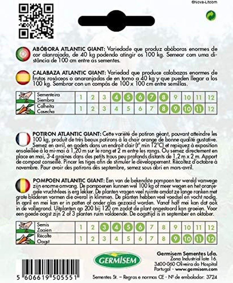 Kürbis ATLANTIC GIANT, Mehrfarbig, EC4001 (Packung Mit 2)