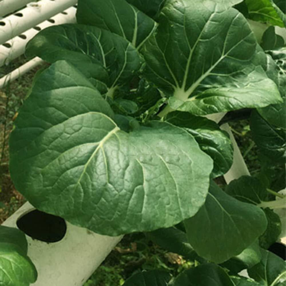 1-lagiges Hydrokultur-Anbauset mit 54 Pflanzgefäßen, erdlose PVC-Pflanzenanbausysteme mit Wasserpumpe, Hydrokultur-Anbausets für den Anbau von Gemüse und Obst auf Balkonen, Gärten, Terrassen und Hinterhöfen