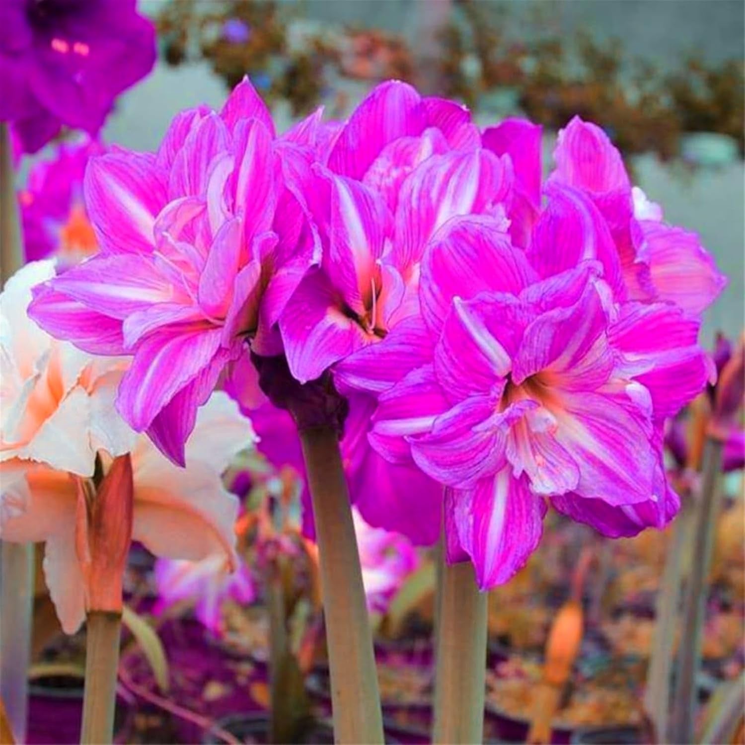Blumenzwiebelmischung, Mystery Magic-Zwiebel, winterharte Pflanzung, winterharte mehrjährige Blumenzwiebel, winterharte Blumenzwiebeln – 3 Orchideenzwiebeln