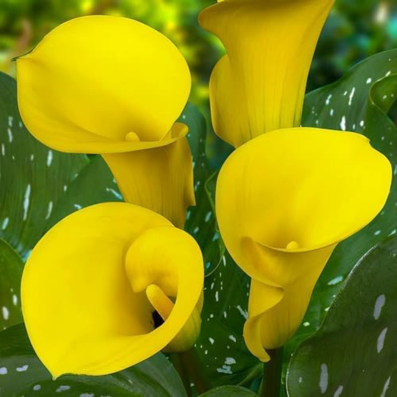 Calla-Zwiebeln, winterhart, mehrjährig – Zantedeschia Orange Passion (Orange) – 5 große Blumenzwiebeln – echte Holland-Pflanzen – für Garten und Töpfe (keine Samen, nicht künstlich)