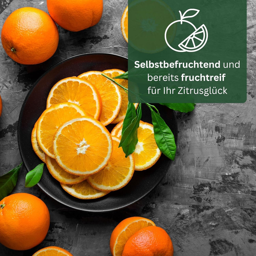 Orange von My Oranjeria – echte Orange – Zitruspflanze – Citrus sinensis – Orange – veredelte Orange für Gärtner (Mezzo [M])