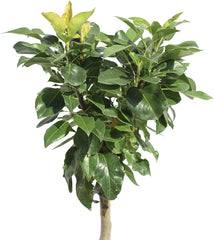 KENTIS - Zwergbirnenpflanze - Pyrus Communis - Echte Freilandpflanzen - Obstbaum - Kulturtopf Ø 24 Cm