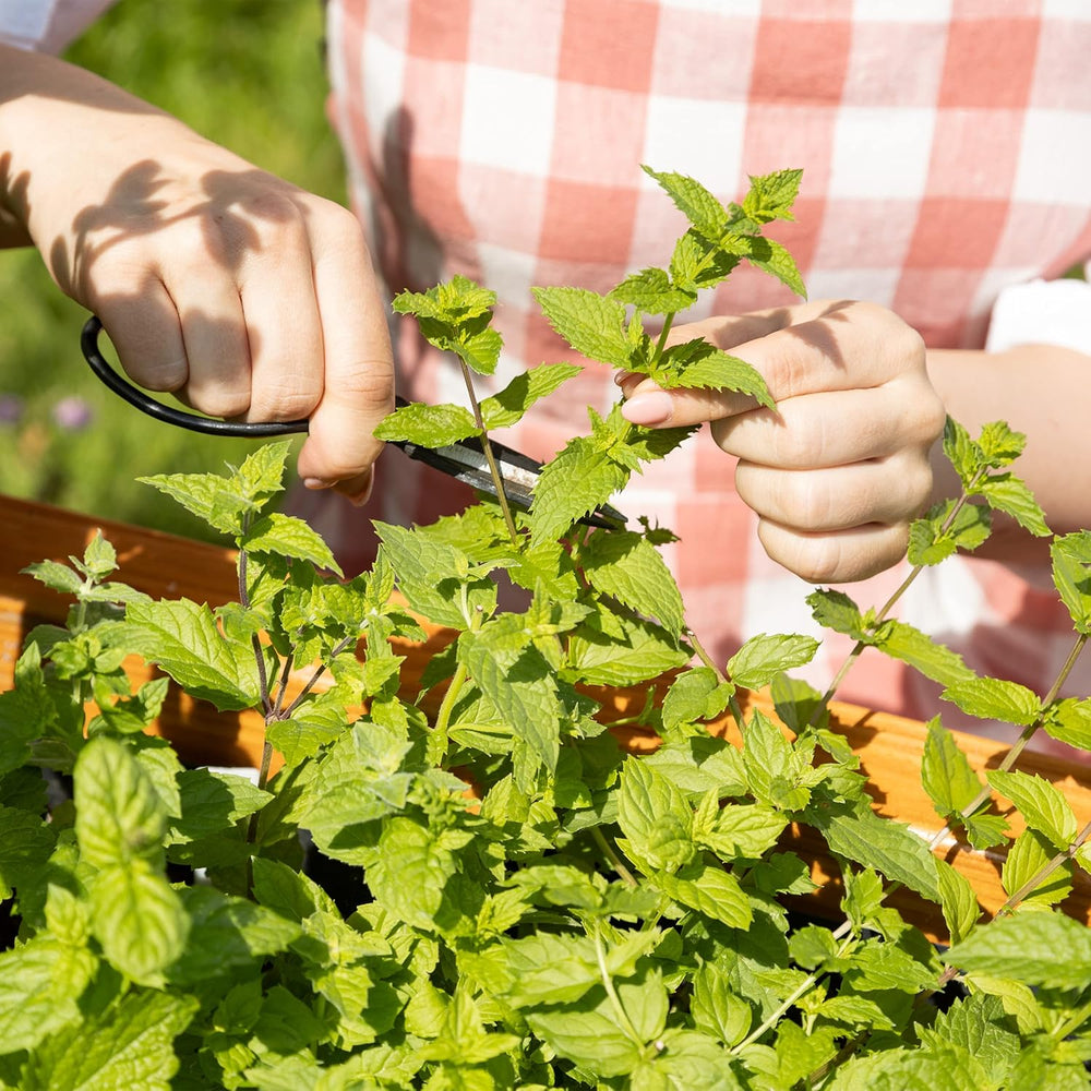 Cocktail Kräuter Samen Set Von Owngrown - 8 Sorten Samen Für Frische Kräuter Pflanzen Auf Fensterbank, Balkon Oder Im Garten - Zitronenmelisse, Basilikum, Estragon, Minze Und Mehr