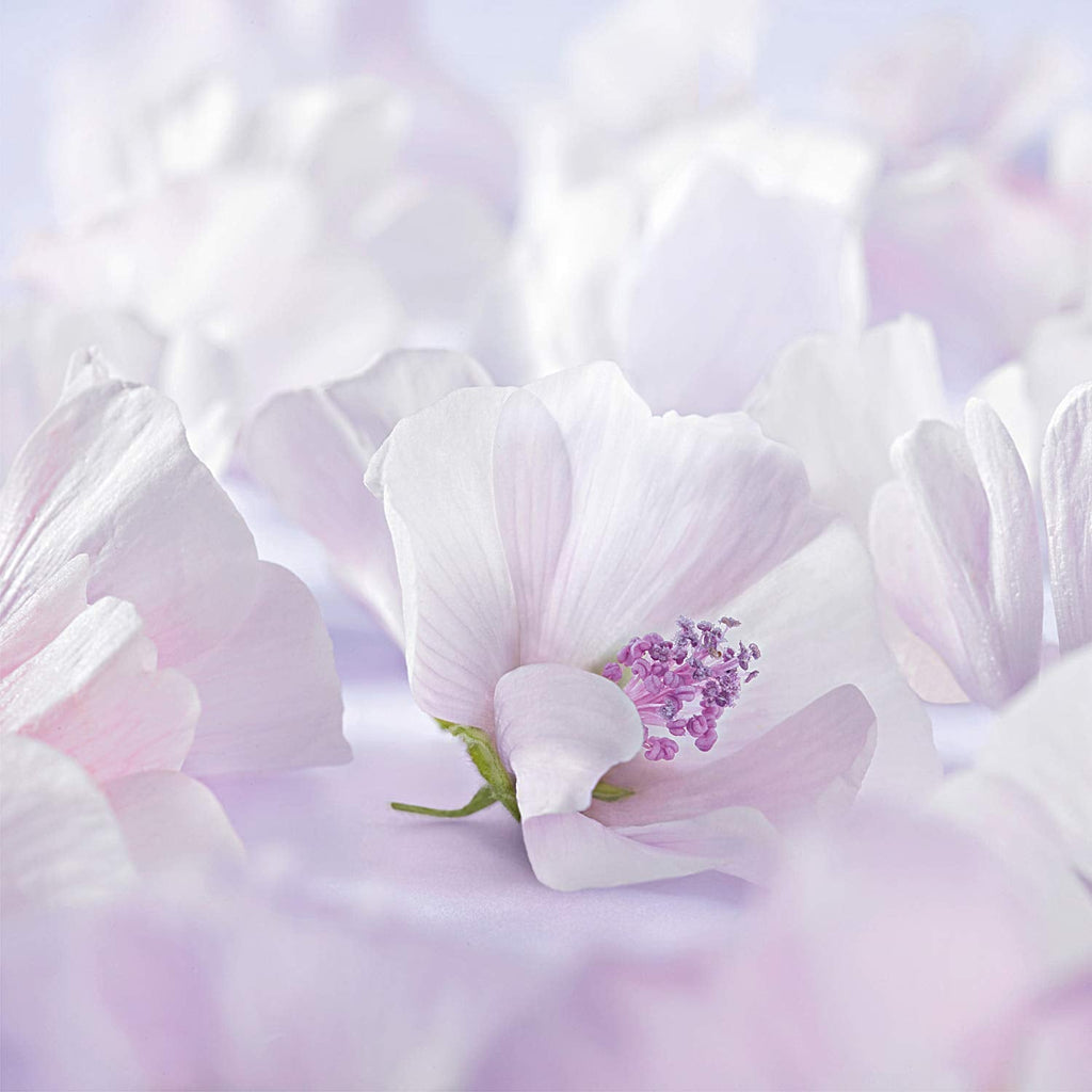 WELEDA Organic Baby Derma White Mallow Face Cream, cremă hidratantă pentru pielea foarte sensibilă și neurodermitică, cosmetice naturale pentru îngrijire intensivă și ameliorarea mâncărimii (1 x 50 ml) Copii - Baie si Skincare Naty Shop